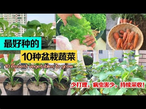 容易種植的植物|只要一個水杯就能種！適合在家種植的6款「蔬菜」介。